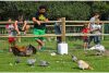 camping animaux normandie