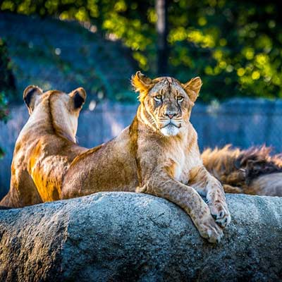 lionne zoo de jurques