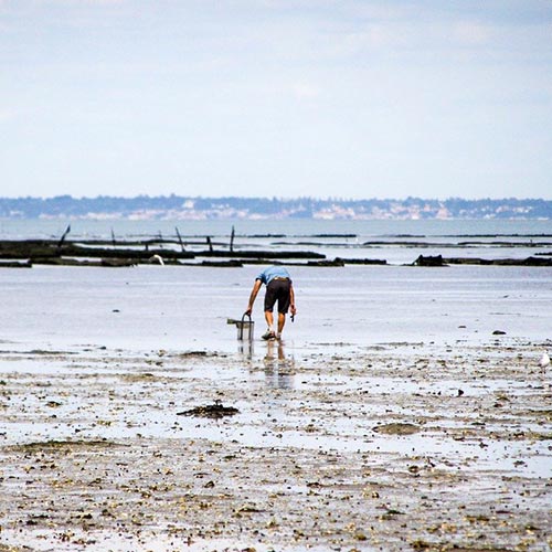 pêche à pied normandie