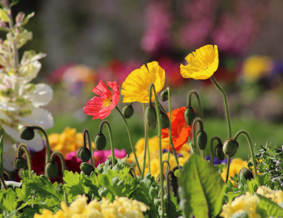 jardin des fleurs avranches